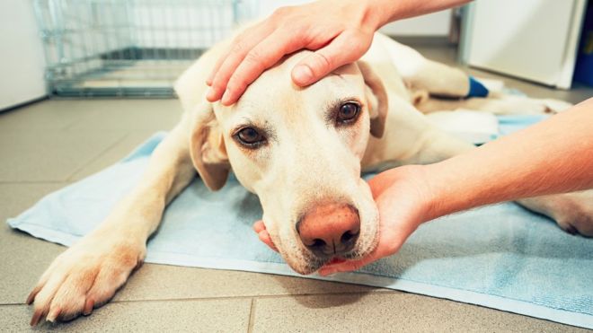 Call for a ban on people eating dog meat in the UK