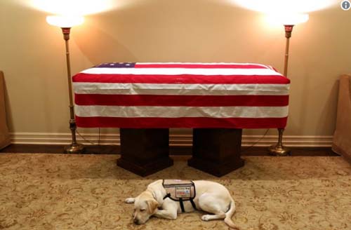  Former President George H.W. Bush's service dog Sully, lying next to Bush's casket Dec. 2, 2018. The image was posted by Bush's spokesperson Jim McGrath on Twitter with the caption "Mission complete." (Photo: Evan Sisley, Office of George H. W. Bush)