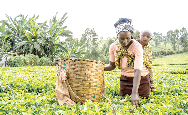 Rural women in Ghana produce close to 60 per cent of the country’s food and contribute 50 to 70 per cent of the labour force within the agricultural sector