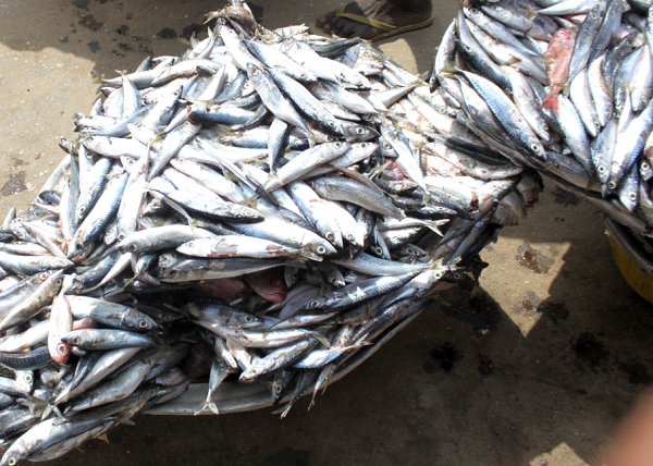 The country’s fish stocks are dwindling