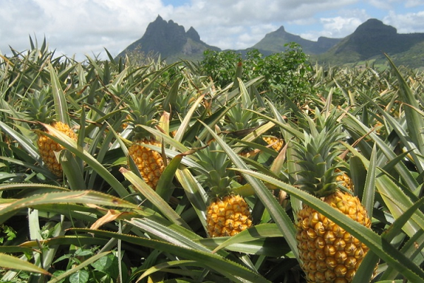 GEPA provides pineapple suckers for Ekumfi Processing factory in Central Region