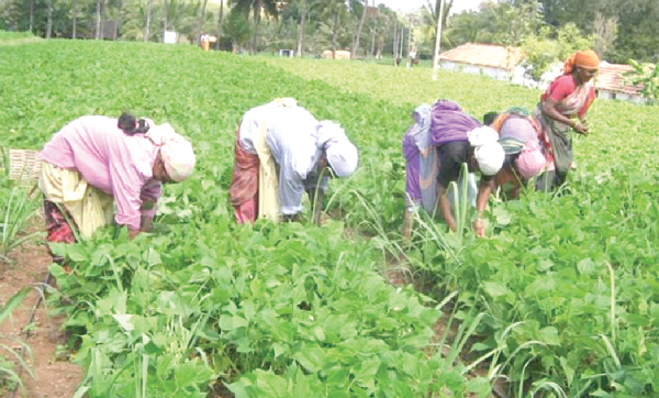 The present and future of the agric sector is in the hands of the government to implement policies to improve the sector and the livelihood of our people