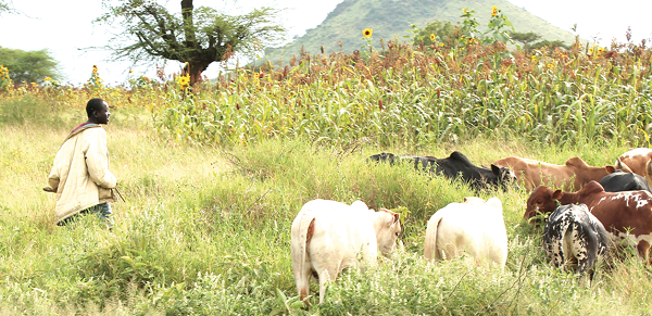  Is it any wonder our cattle are thin and feeble compared to those in areas where they conserve their energy?