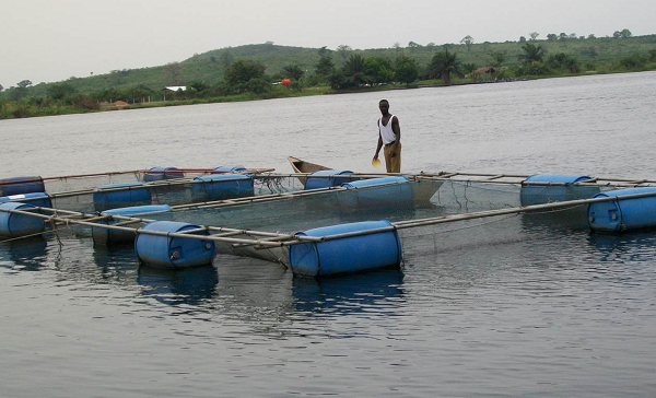 Lake Volta zoned to boost aquaculture in Ghana 