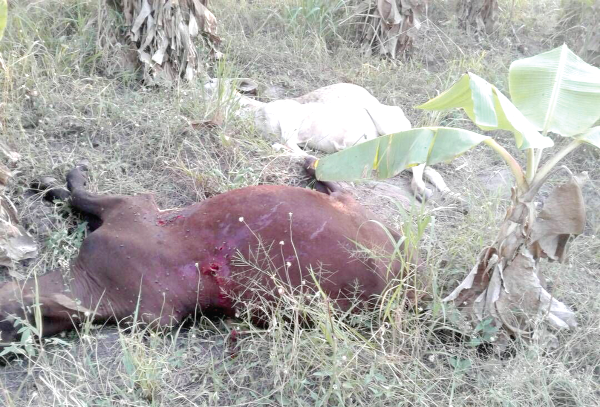 FLASHBACK: Some of the cattle that were shot and killed by the 'Operation Cowleg' team at Agogo
