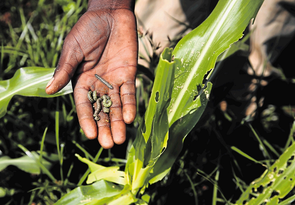 Fall armyworms