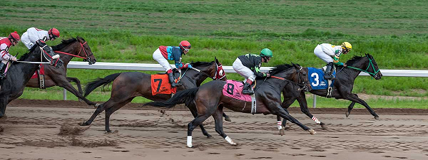 New Year horse racing today