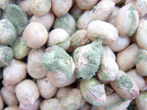 Some groundnuts affected by the rosette disease