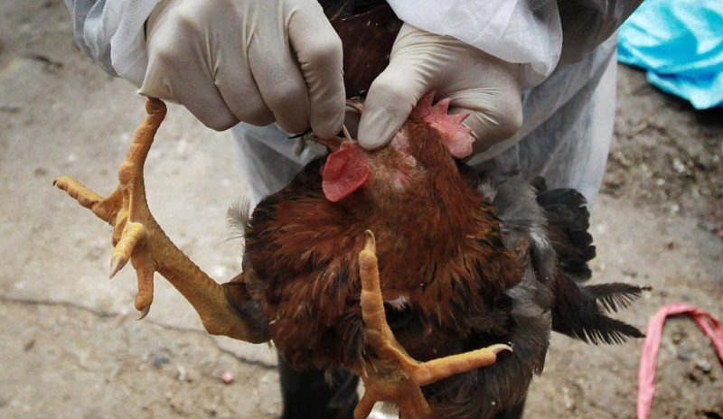 Bird Flu: Seven farms affected in Ghana