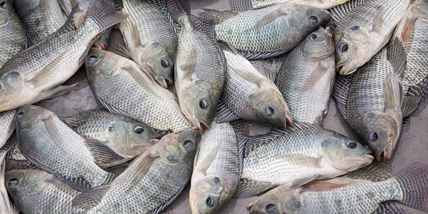 Ghana tilapia is safe for consumption 