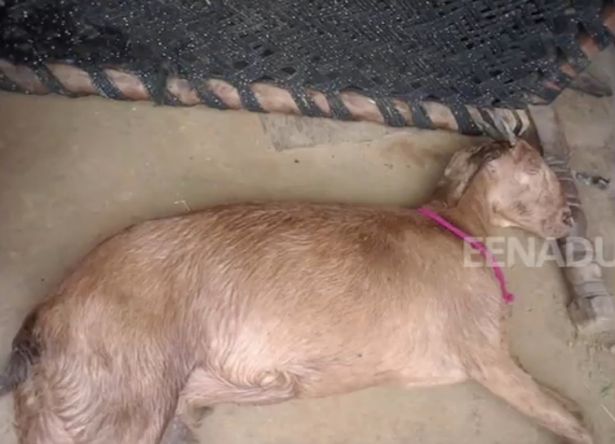 The goat was found dead after the alleged attack