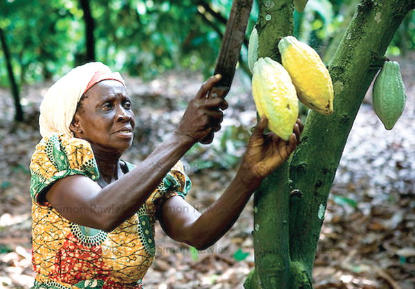 Cocoa rebounds as  climate conditions dwindle