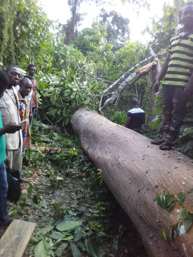 Suhum: Man killed after falling tree crashed him on a cocoa farm