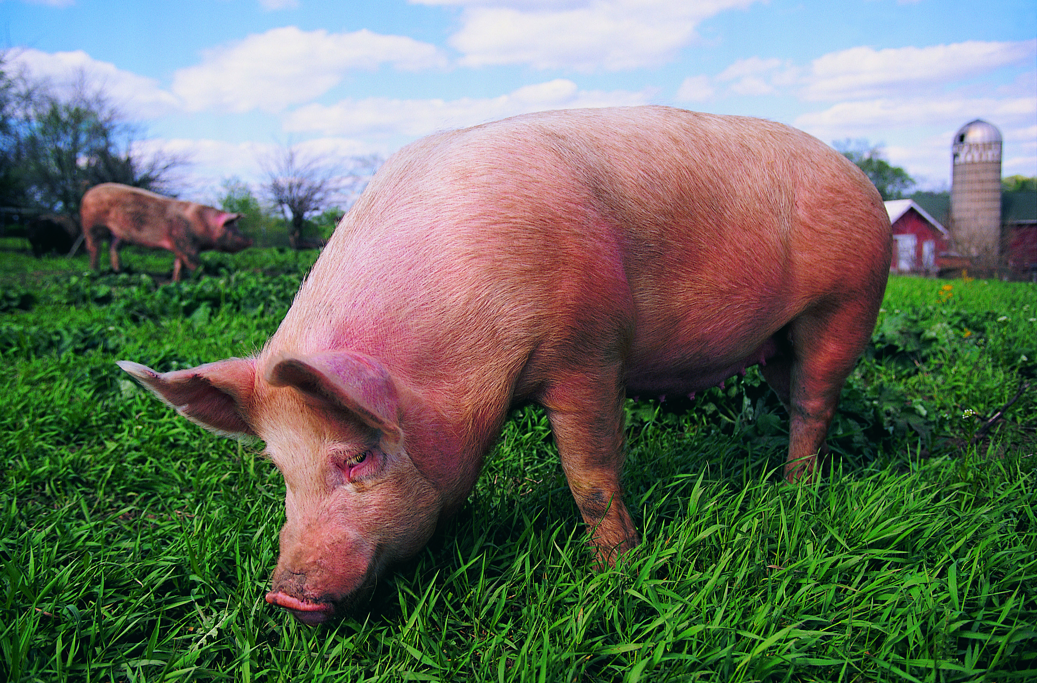 African Swine Fever outbreak announced in Central Region (Updated)