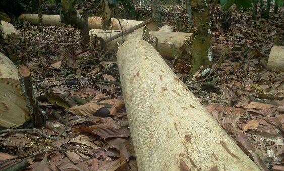 Mob injures joint military cum forestry patrol members at Sankore