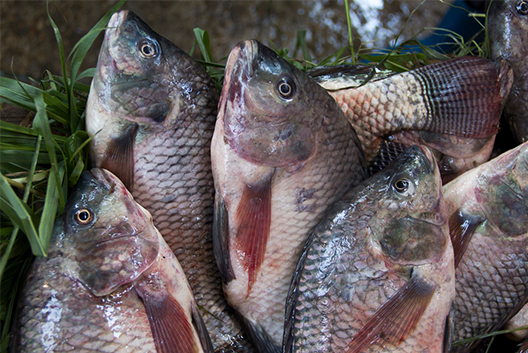 Tilapia imports banned due to unknown virus