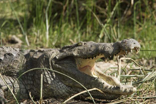 Crocodile kills baptising pastor in Ethiopia