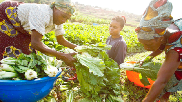 Women make essential contribution to the agriculture sector in Ghana 