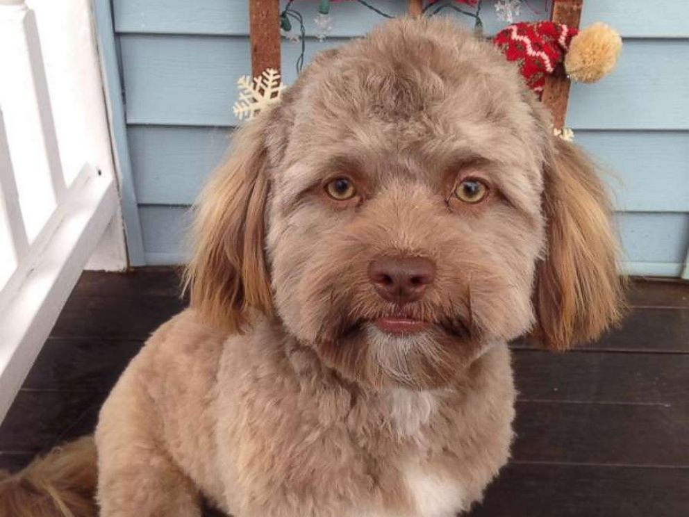 Internet goes crazy over human-like dog, but owner says she 'doesn't see it'