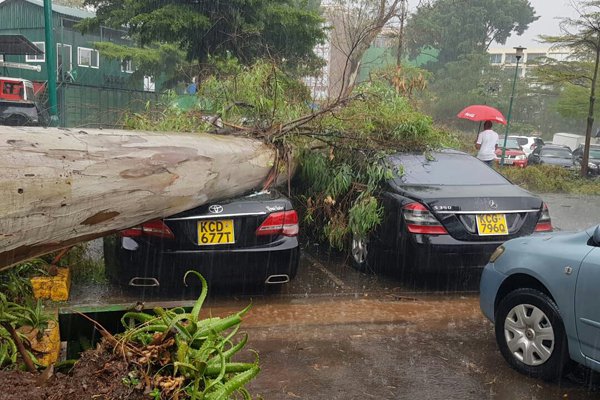 A tree falls on cars at the Serena Hotel in Nairobi on March 17, 2018. PHOTO | COURTESY