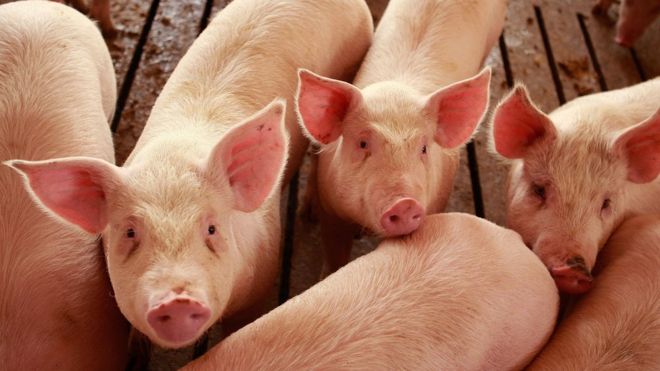 US pork products are among those affected by new tariffs imposed by China