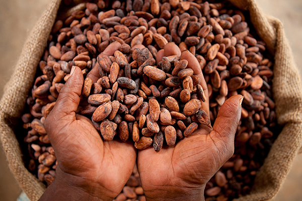 "Cocoa consumption prevents Malaria" 