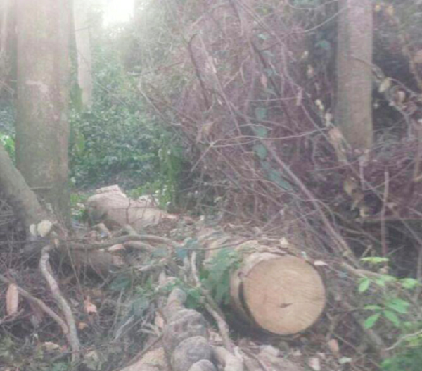 Some of the trees that had been cut down by the chainsaw operators.