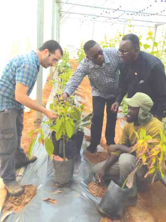 Dr Owusu Afriyie Akoto (2nd right) gets an explanation on avocado grafting at the Agro Studies demonstration farm in Tel Aviv, Israel.