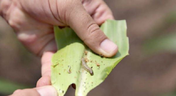 The armyworm have taste for maize but feed on more than 80 species of plants