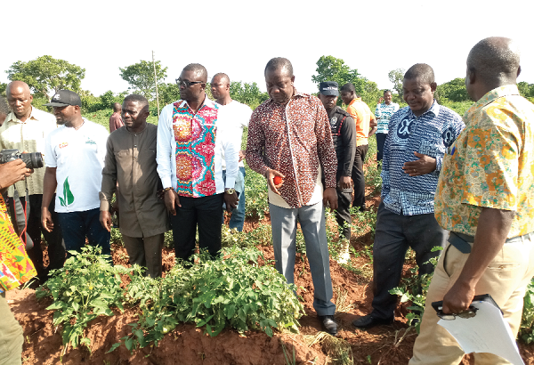 Mr Oduro (third right) inspecting one of the tomato farms before the meeting at Tuobodom. With him is the Techiman North District Chief Executive, Mr Peter Mensah ( middle) and some members of the federation of tomato growers