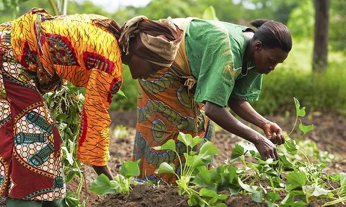 Strategise to address gender inequalities in agric sector