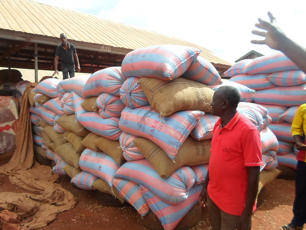 Some of the bags of maize at the Techiman Maize Market