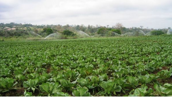 Govt restructuring irrigation sector for private participation — Wilson Darkwa    