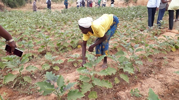 Sodre Aminata on her aubergine farm