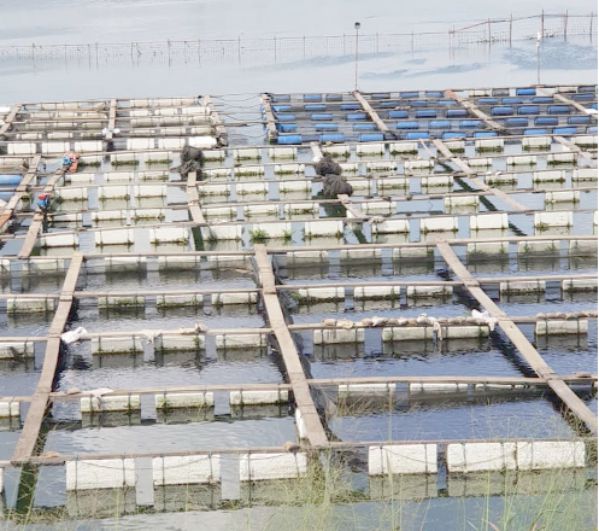  The cages in which the fishes were reared was also empty as a result of the shutdown.