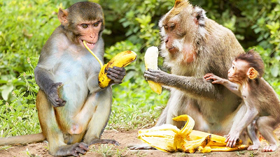Why monkeys love banana