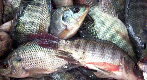 Mass tilapia death: govt put embargo on two Chinese farms