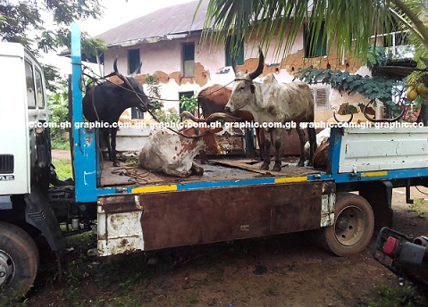 Ban on ruminants to be lifted - After 70 per cent vaccination coverage