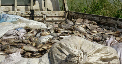 Some of the dead fish being transported to a site for destruction