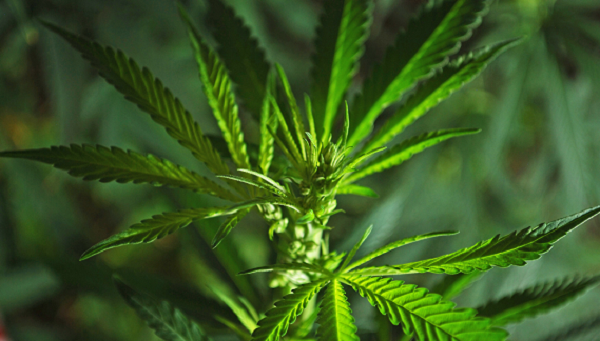 Rapid advancements in areas of science and technology have negated some of the fears on the use of cannabis.