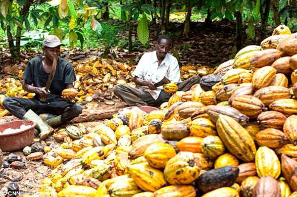  Cocoa is a major foreign exchange earner for the country