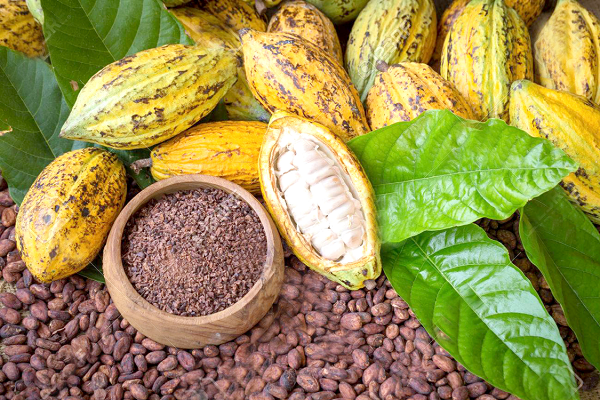 Pension scheme for cocoa farmers apt