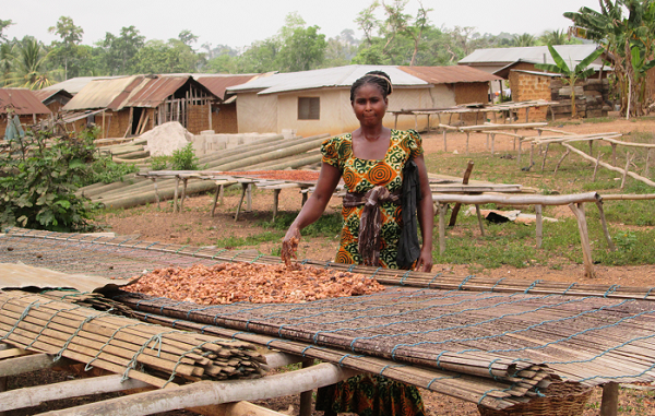 Empowering women and sustaining nature through cocoa farming 