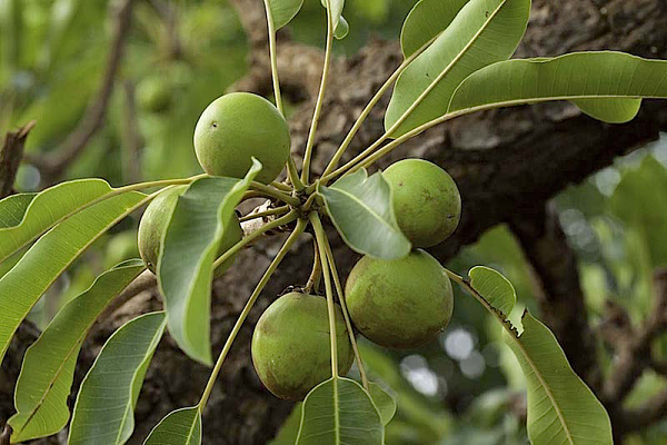 Shea nuts workers cry over destruction of shea trees