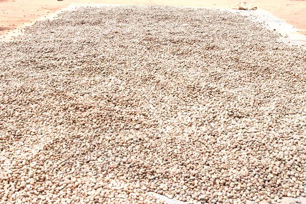 Raw cashew nuts spread on the ground to dry
