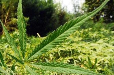 Uganda to export medical marijuana