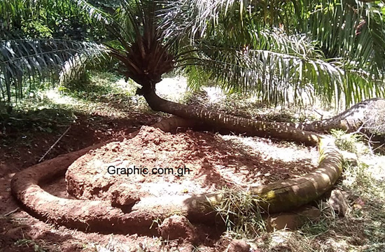 The 'cobra' palm tree [PHOTO]