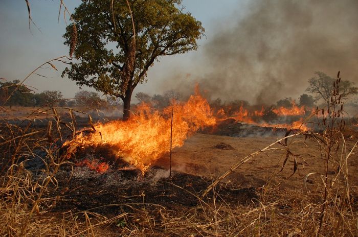 Ban on hunting can help reduce bushfires - GNFS