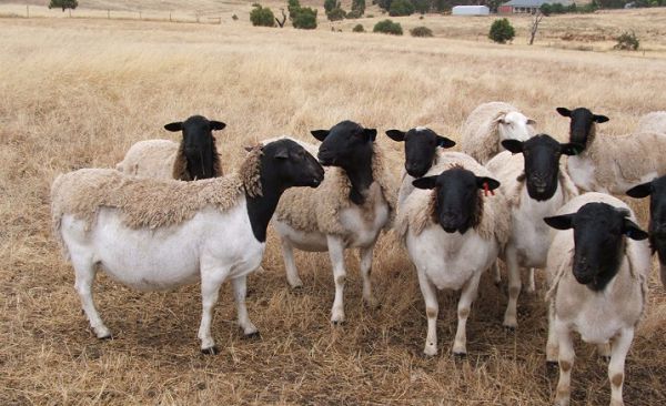   ‘Don’t kill deformed animals for Sallah’