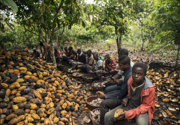 Cocoa harvesting in Ghana (Google.com)